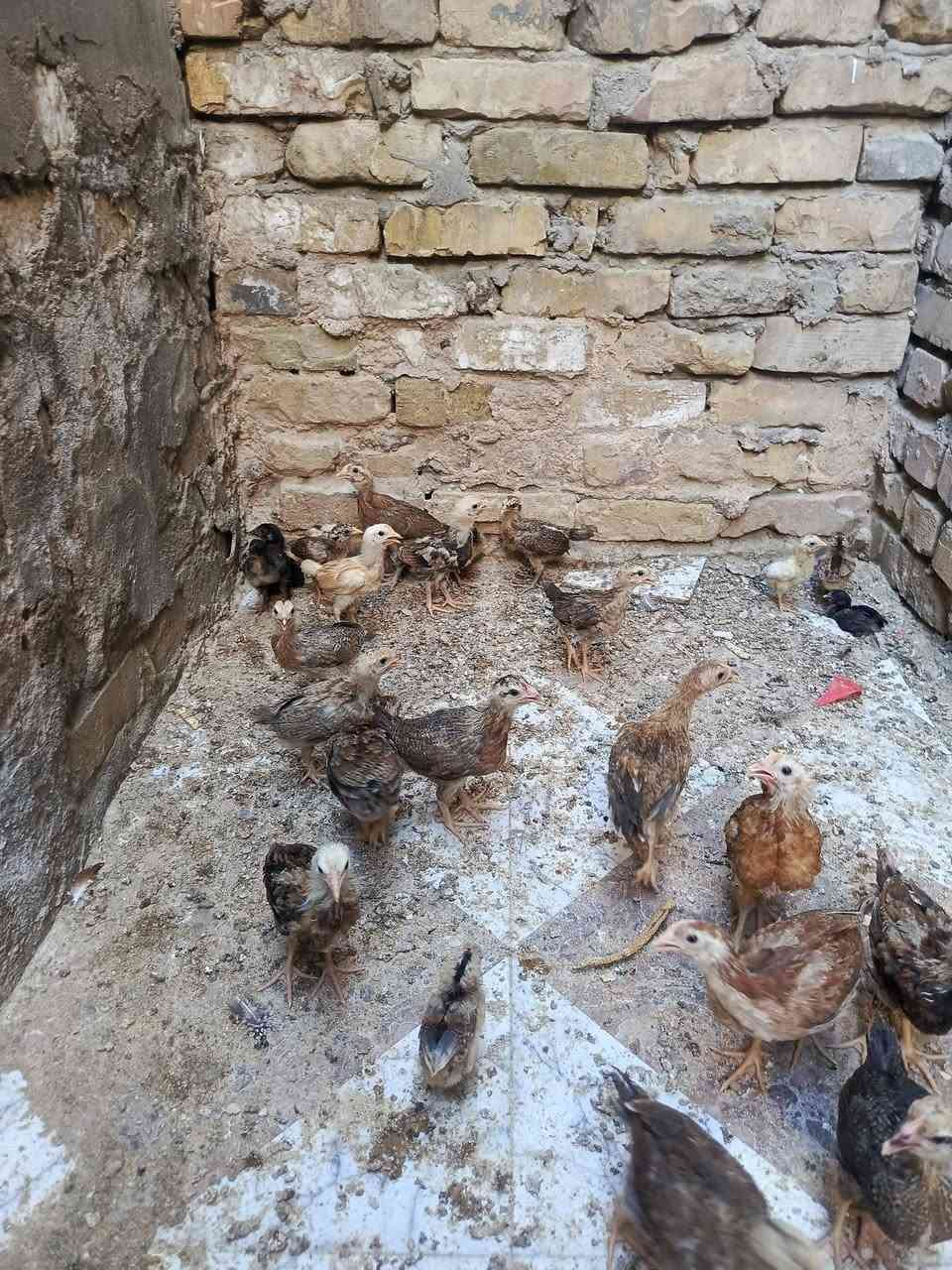 متاح فراريج عرب عمر شهرين صحه خير من الله مكان المحاويل حي ابو زديره الشراي يرسلني او ***********
