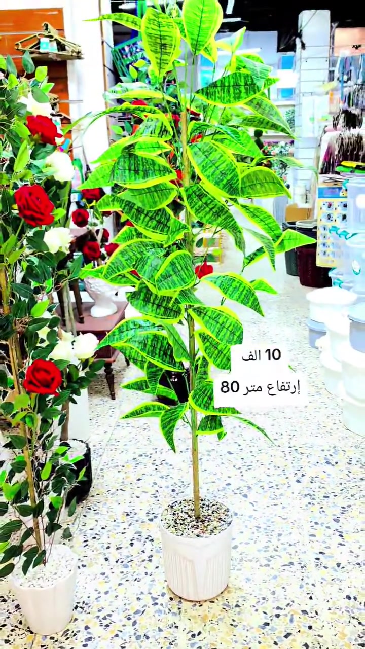 خانقين مقابل معمل النسيج مجاور دلسوز البزاز *********** واتساب  مفتحين من 3 الى 12 مساء
