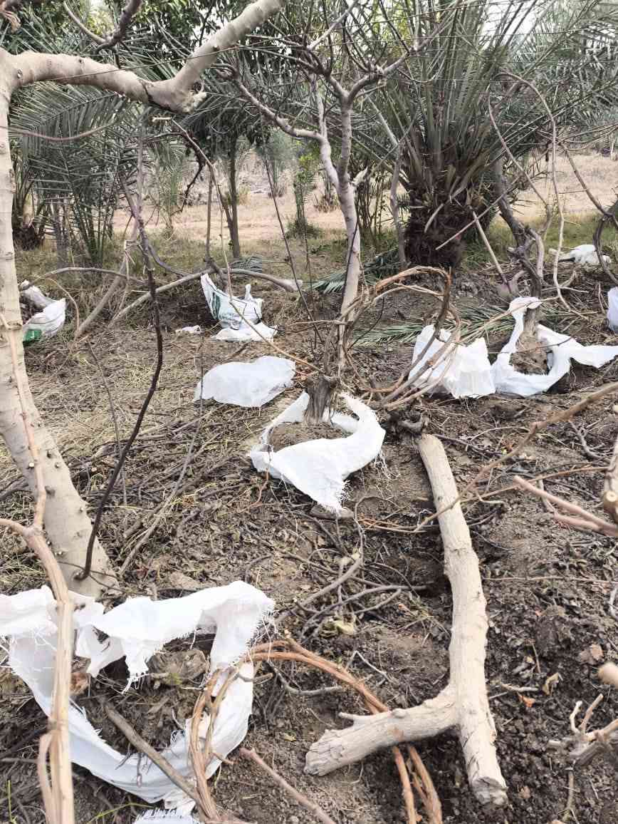 هروش عنب. المحاجير درجه اول
اسود واصفر
سعر الهرش 5 الاف 
رقم الهاتف ***********
