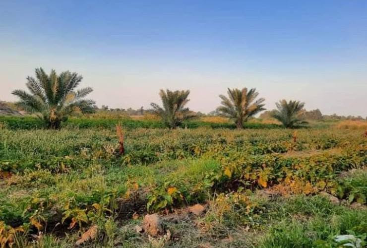 السلام عليكم
اعادة نشر بسبب الوعود الكاذبة. 

قطعة ارض زراعية مساحتها 17 دونم طابو زراعي سند 25 
ارض والدي الحاج ديوان محمود علما الارض جاهزة للزراعة وتسقى سيحا وعليها طريق يصل الى نهايتها. 
الكرمة اللهيب ✅✅✅✅✅✅✅👉👉👉👉
على من يرغب بالشراء الاتصال على الرقم الخاص. 

‏‪***********‬‏ رائد ابو سيف  ابن الشيخ والحاج ديوان.

رجاء المايشتري لا يتصل. ولا يعطي رأيه. 👉👉👉
