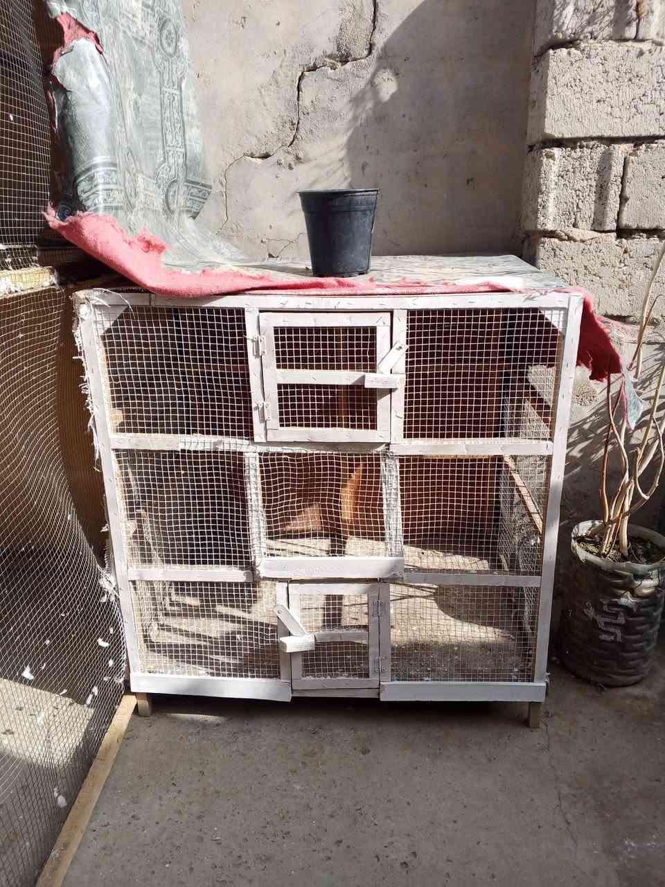 السلام عليكم ورحمة الله وبركاته متاح اقفاصه للبيع


**إذا كنت صاحب هذا الإعلان وتريد حذفه لأي سبب، رجاءا أرسل رسالة إلى الدعم الفني**