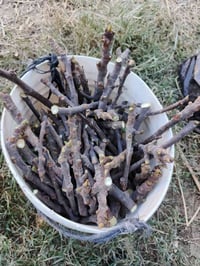 أقلام • بني • الشطرة