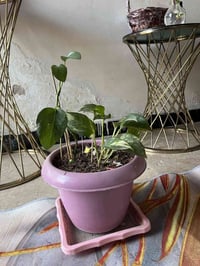 لبلاب • ب٥ • حي جهاد