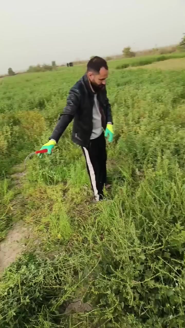 سلام عليكم چت للبيع اشكد ماتريد
***********
