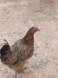 متاح