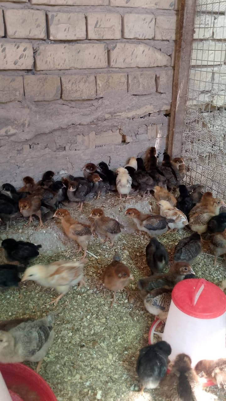 دجاج عرب عمر ١٩ يوم فول نشاط وصحة العنوان بغداد سبع البور سعر زوج 5 الاف


**إذا كنت صاحب هذا الإعلان وتريد حذفه لأي سبب، رجاءا أرسل رسالة إلى الدعم الفني**