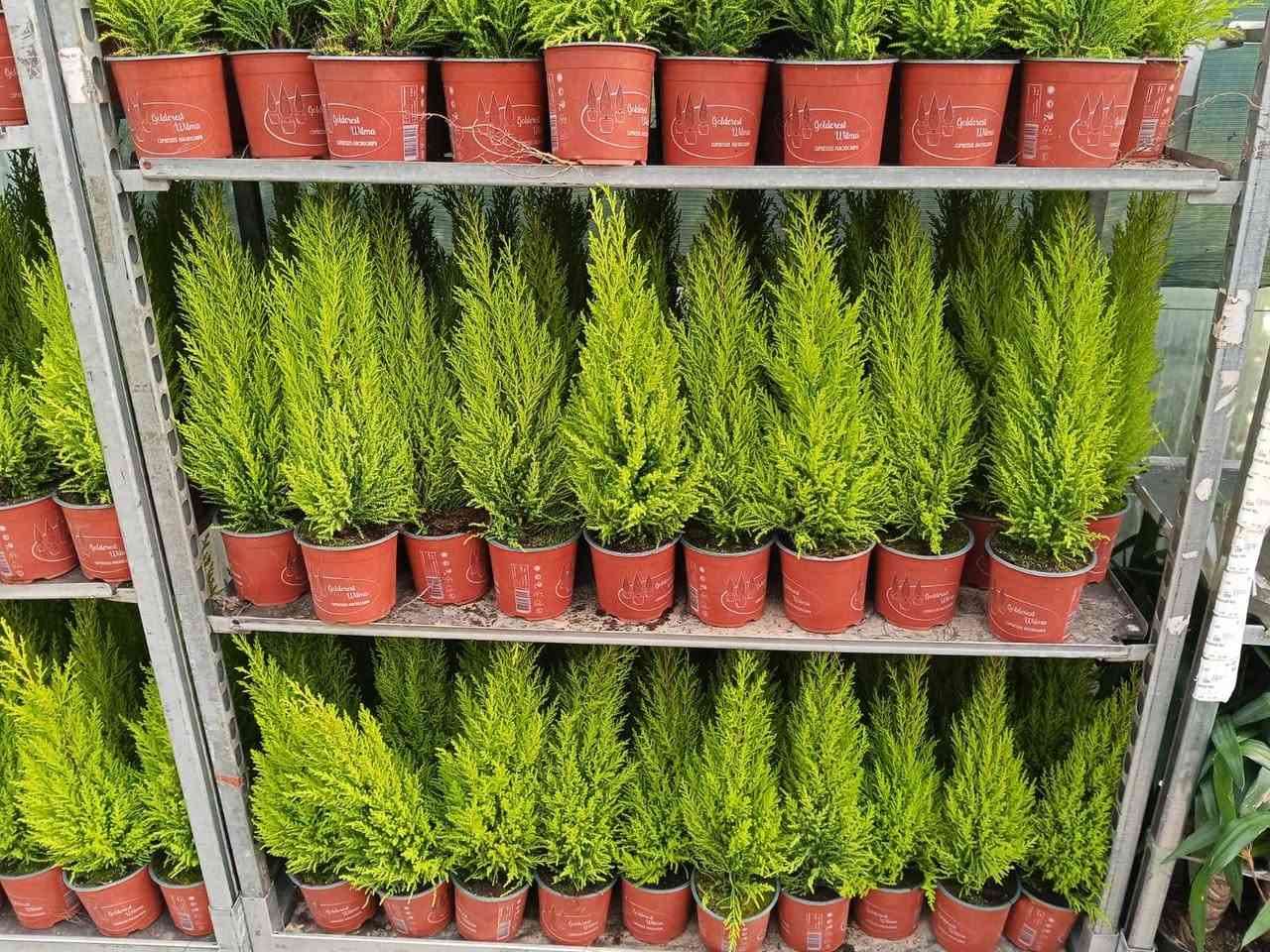 البيوت التي تسكنها النباتات تسكنها الطمأنينة 🕊️
أحيطوا أنفسكم بالجمال فالعين تعشق ما ينمو💚🍃
 #أزهار_ونباتات_مشتل_زهور_النرجس


**إذا كنت صاحب هذا الإعلان وتريد حذفه لأي سبب، رجاءا أرسل رسالة إلى الدعم الفني**