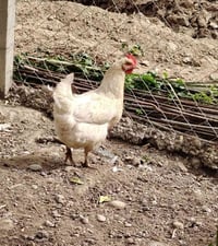 دجاج بياض • عرب • متاح