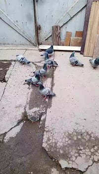 زواجل للبيع العدد 4 زواج سعر الزوج 10 بيهن رابطات وبيهن لا وذه بيعه وح...