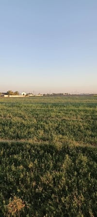 ارض زراعيه للبيع بمنطقه ابو غريب خلف جوهره العدنان ترهم سكن أو مزرعه خ...