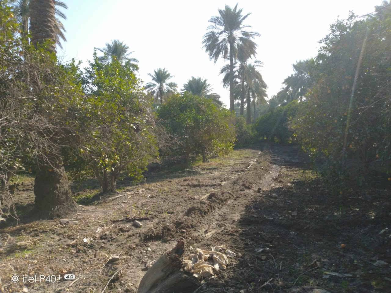 بستان 5دوانم طابو زراعي شاطيه للتواصل ***********
