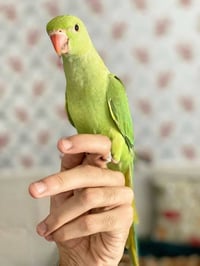 ببغاء دره هندي • ٣ اشهر ونص • أليف جاهز كلام