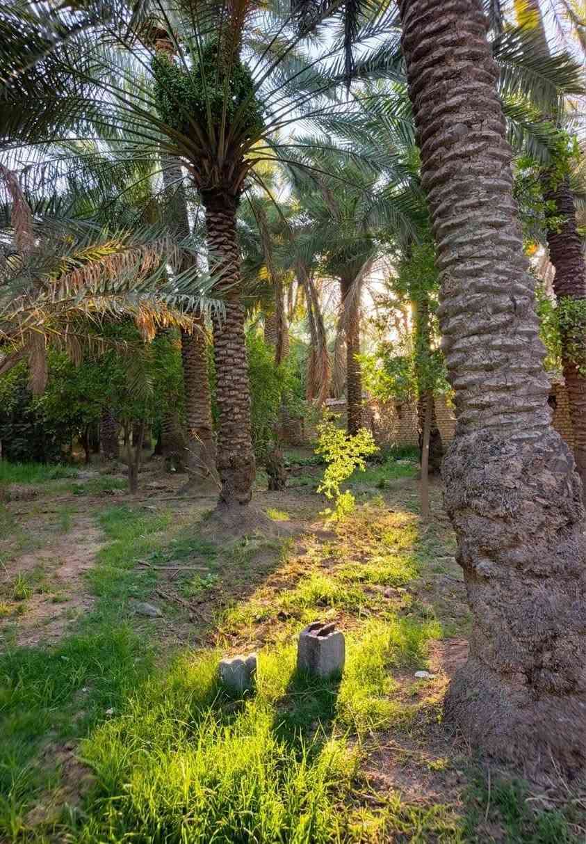 السلام عليكم بستان اللبيع مساحه دونم وربع 
الكراده مقابيل المصلخ/الاستفسار الاتصال ***********
