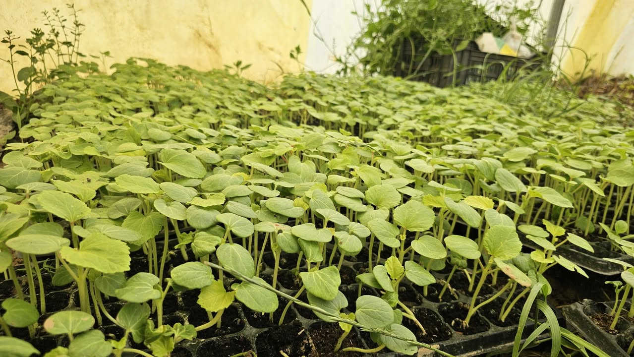 اللهم صلّ وسلم وبارك على سيدنا محمد وعلى آله وصحبه أجمعين.. 🌱✨
يا باغي الخير والجمال في حديقتك، الموسم بدأ والخير أقبل! متوفر لدينا الآن تشكيلة من أقوى وأجود الشتلات الجاهزة للزراعة، بإنتاجية عالية وصحة ممتازة:
🌶️ فليفلة (حارة وباردةوطبب)
سواء كنت من محبي "النار" والطعم الحريف، أو تفضل الفليفلة الباردة (الرومي) المقرمشة والمليئة بالفيتامينات، شتلاتنا جذورها قوية وسريعة التأقلم.
🍆 باذنجان
شتلات باذنجان من أصناف ممتازة، تمتاز بالثمار اللامعة والقوام المتماسك، مثالية للدولمه والمقبلات.
🍅 طماطم (بندورة)
الأساس في كل بيت! شتلات طماطم قوية تتحمل الظروف الجوية وتعطيك إنتاجاً غزيراً وطعماً أصلياً يختلف تماماً عن طعم السوق.
🌿 باميا
لمحبي الأكلات الشعبية الأصيلة، شتلات باميا خضراء، سريعة النمو والإنتاج، لتستمتع بقطفها طازجة من حديقتك.
لماذا تختار شتلاتنا
مجموع جذري قوي يضمن نجاح الغرس.
وبأسعار تنافسيه .
أصناف مختارة بعناية لضمان غزارة الإنتاج.
اجعل حديقتك جنة صغيرة، وازرع ما تأكل! 👩‍🌾👨‍🌾
📍 الموقع: [الخضرانيه حاره اشخير (الداير)]
📞 للتواصل والاستفسار: [***********
]0773 946 2344
