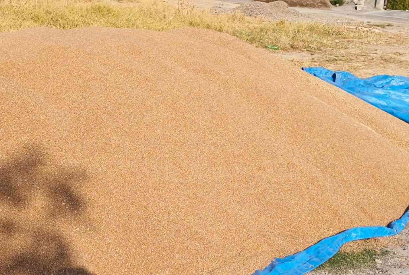 يوجد بذور للبيع 🌾
 صنف بورو بنت المغلف شرط
باقي كميه قليله
السعر 700 قفل بدون معامله 
 النظافه درجه أولى
للأستفسار الاتصال / ***********
