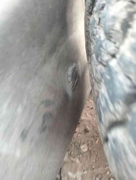 سلام عليكم تانكي للبيع بي بس ركعه كامل مع براكيتات السعر 350دولار ومجال ***********
