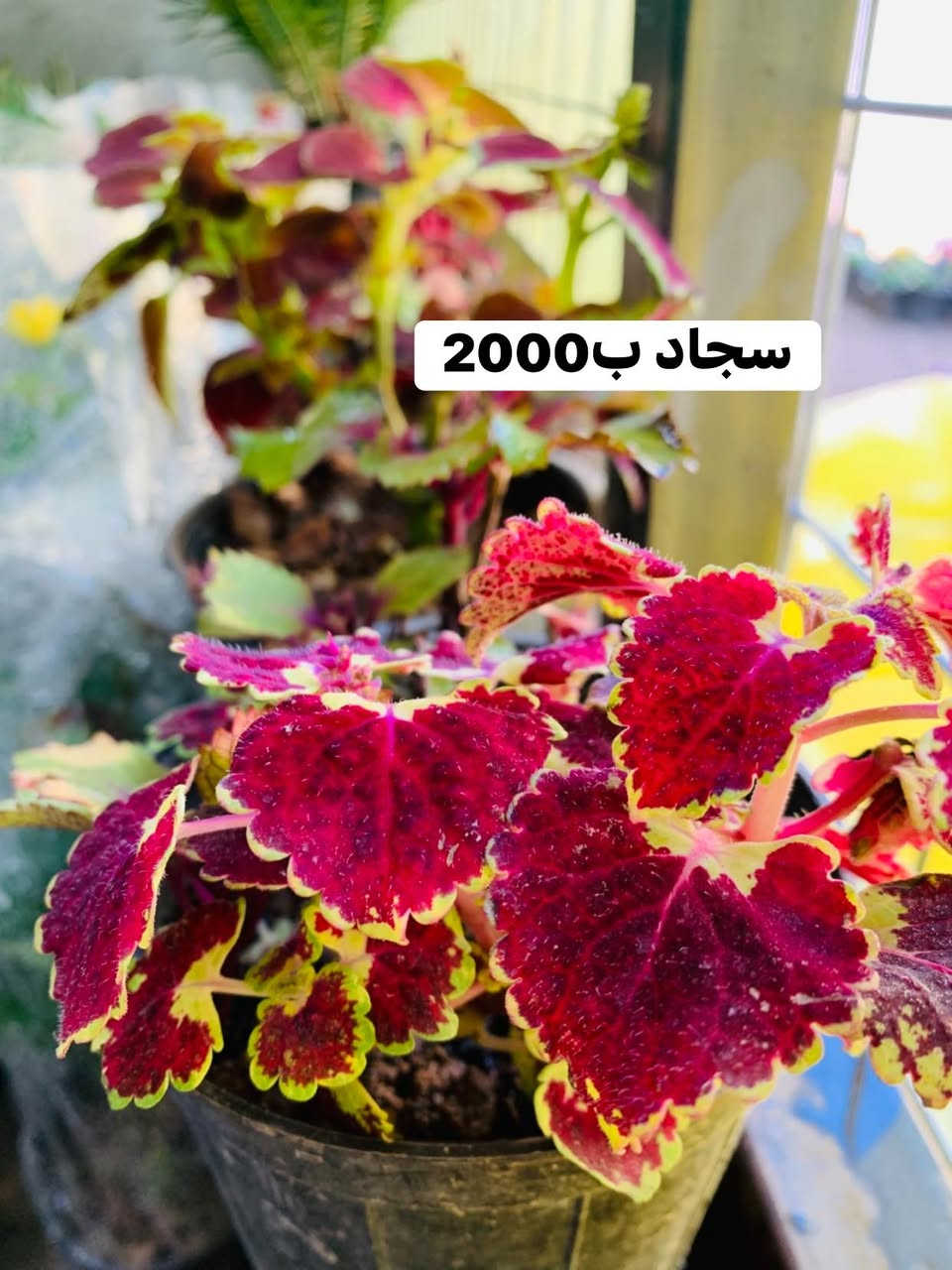 #الاسعار #داخل #صوره


**إذا كنت صاحب هذا الإعلان وتريد حذفه لأي سبب، رجاءا أرسل رسالة إلى الدعم الفني**