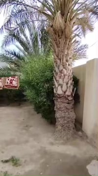 حي الشهداء • ٢٥٠م • غرفتين