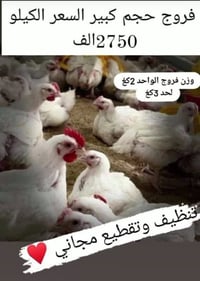 فروج • بيجرماني • ٢-٣كغ