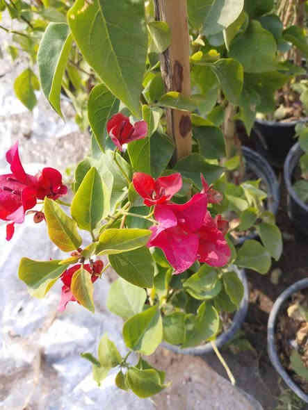 جهنمية برتقالي وردي السندانه ب٤
التوصيل داخل بغداد فقط 
للطلب*********** واتساب
