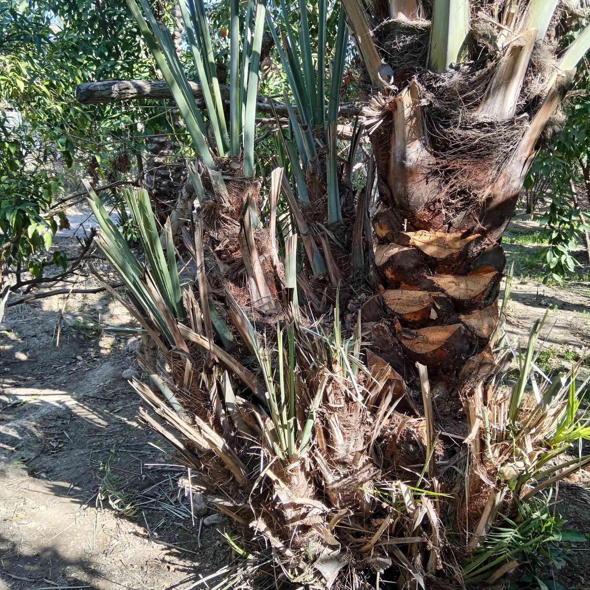 السلام عليكم يتوفر فسائل نخيل جمال الدين وتبرزل فسائل خشنه الستفسار ع رقم ***********
