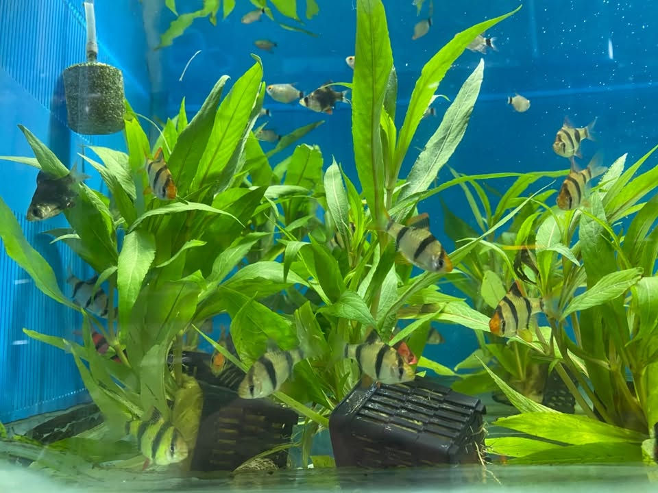 وصول نباتات طبيعية الى معرضنا 🐠🐠🐠🐠🐠🐠🐠
نبات كبير ٤ قطع ب ٥ الف
نبات صغير ٥ قطع ب ٥ الف
كركوك قادسيه سايد المرور القديم مجاور حلويات الحلواني


**إذا كنت صاحب هذا الإعلان وتريد حذفه لأي سبب، رجاءا أرسل رسالة إلى الدعم الفني**