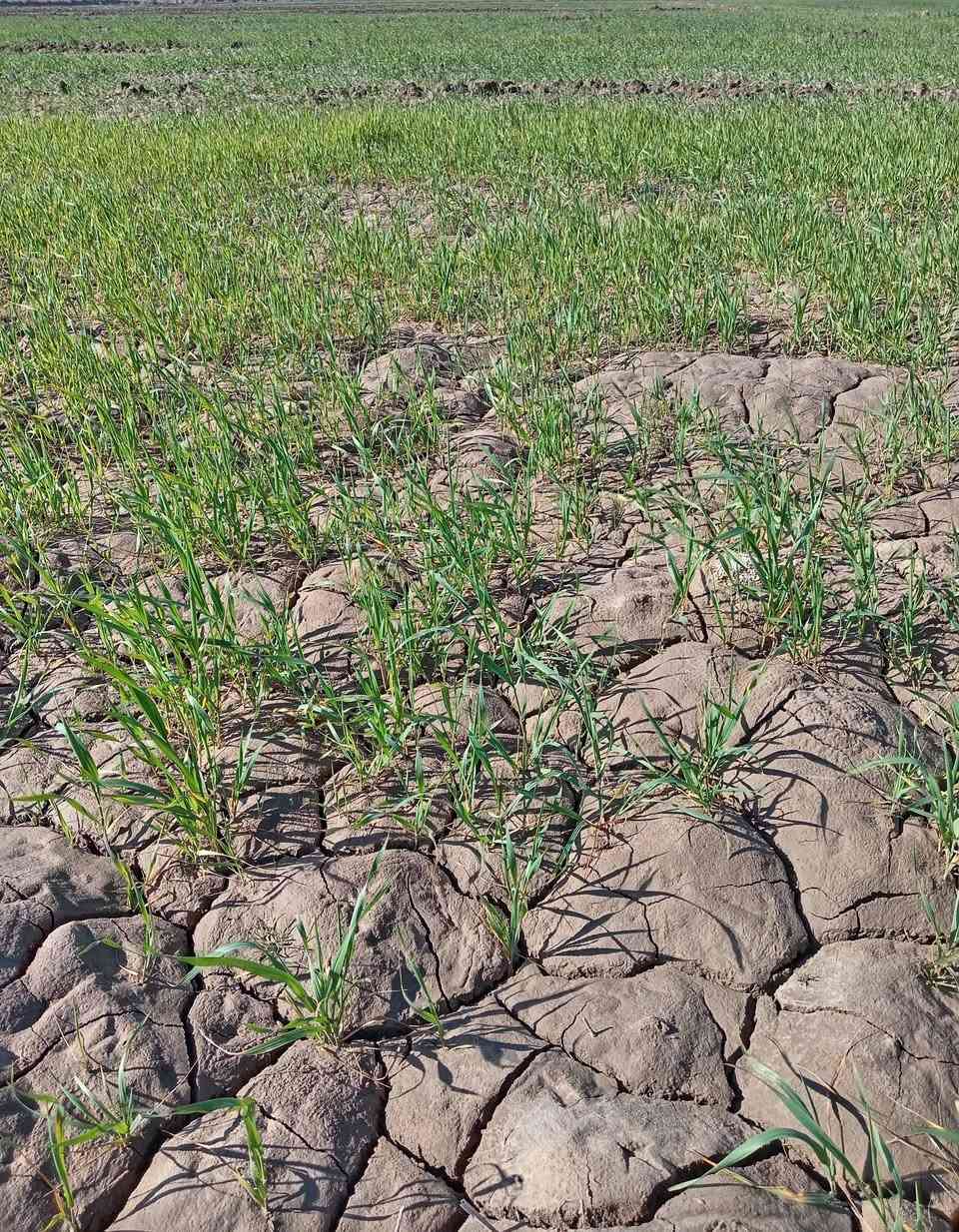 السلام عليكم أرض زراعيه للبيع المساحه ١٠ دونم على مشروع النعميه غير متواجد على الخاص السعر اتصل ***********
