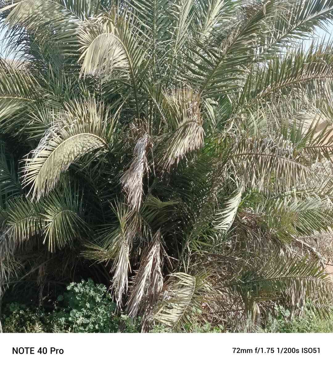 تنضيف نخل وحدايق ***********
