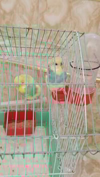 للبيع طيور اوروبي 07507398985