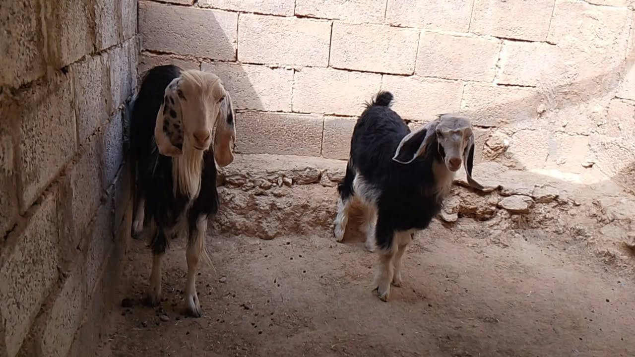 بسم الله متاح عنز أول بطن وراهه صخله شرط نصاح وعلى كل عيب لشراي يتفضل خاص


**إذا كنت صاحب هذا الإعلان وتريد حذفه لأي سبب، رجاءا أرسل رسالة إلى الدعم الفني**