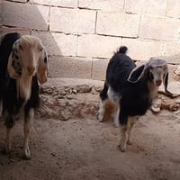 عنز • أول بطن • متاح