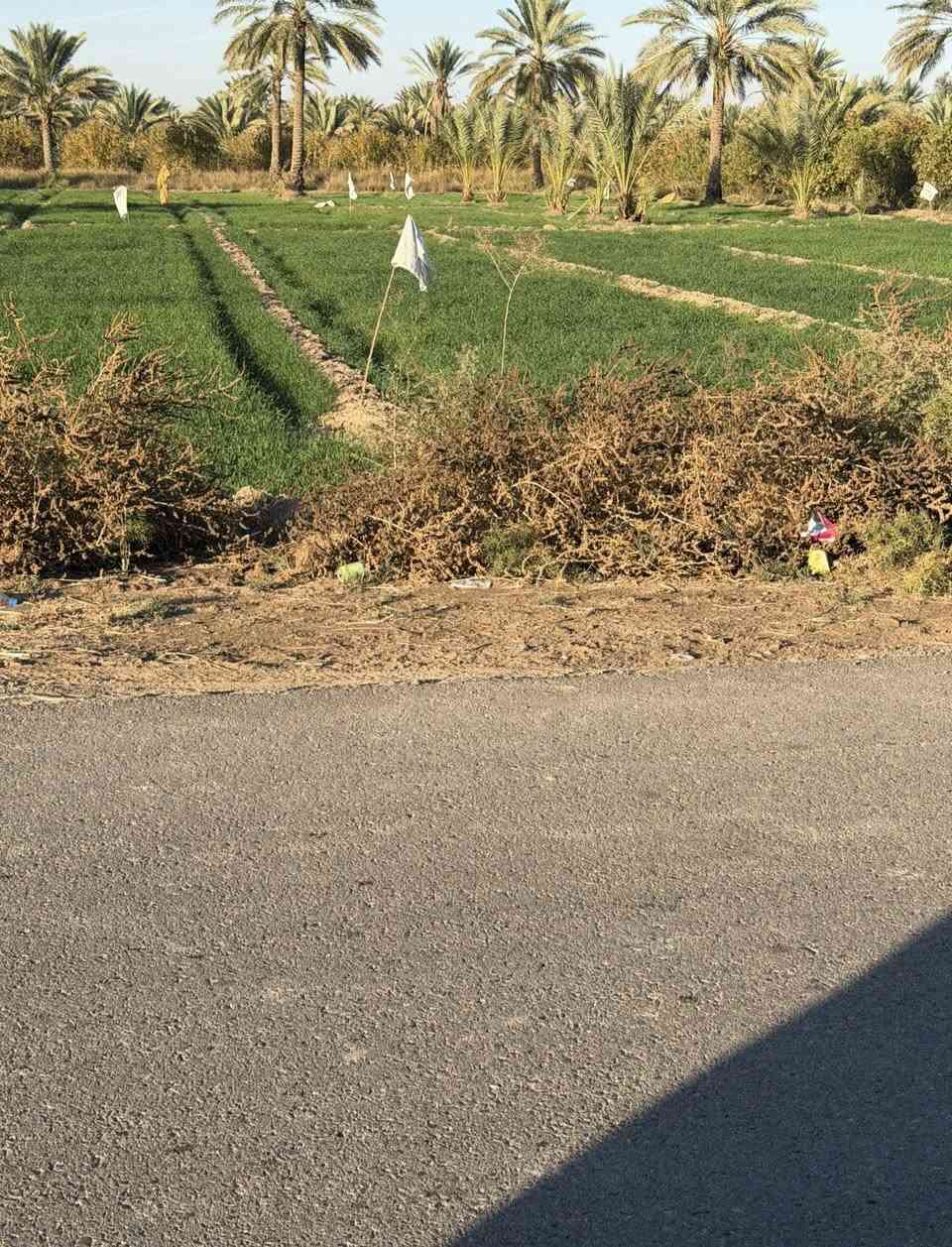 السلام عليكم بغداد الراشدية ثلاث3 دوانم   السعر الدونم واحد سعرها75بية مجال
واجها50النزال150

سند25طابو 

سندد25حق التصرف افتح بيان واحول ابسمك 

ماي ساله ماي سكي واكهرباء 

الاستفسار ***********

— في ‏بساتين الراشديه‏.
