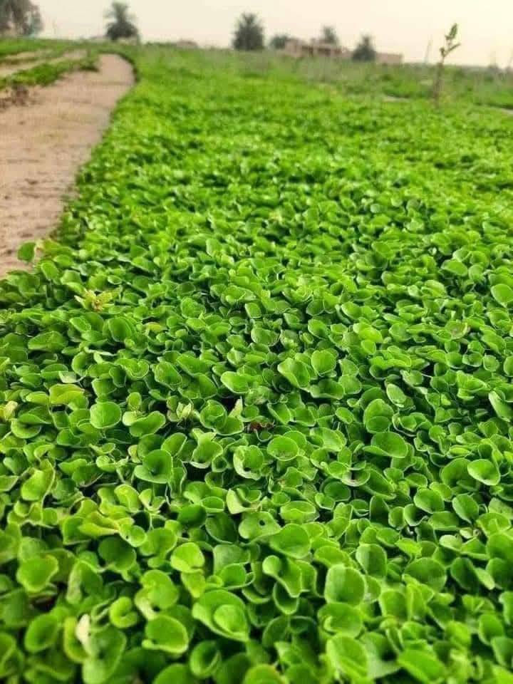 الصلات علا محمد والمحمد
توفر الثيل اليطالي ثيل طبيعي 

ثيل درجة ولة 

ثيل يطالي داءم الخضرة 

التصال *********** وتساب متوفر

وتساب ***********
