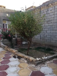 ناصريه سبل ثانيه • ٣٠٠م • زراعي طابو