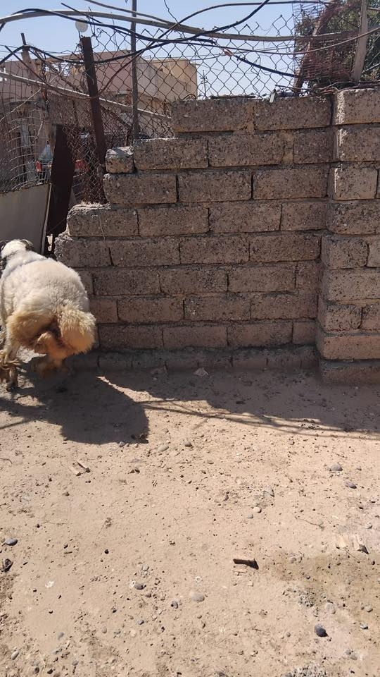 السلام عليكم  كبش 🐏 للبيع  مال اضحيه للاستفسار التواصل على الرقم
‭0783 317 6470‬
