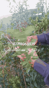 رمان وندر فول أمريكي • شتلات رمان • توصيل كل المحافظات