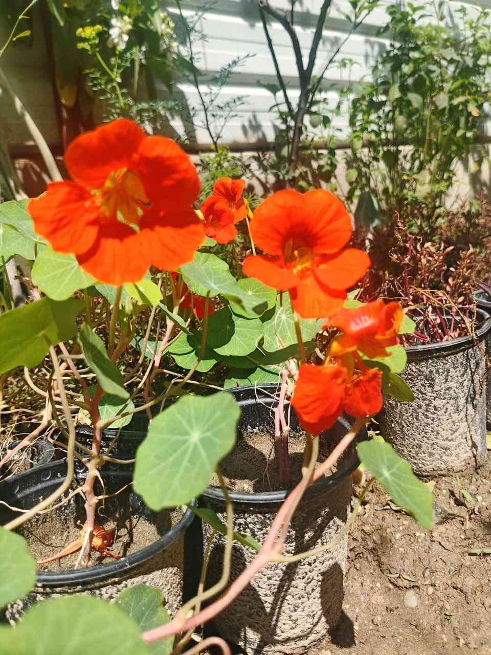 [عرض الربيع]

نبات بلاتيني ابو خنجر نبات من النباتات الشمسية ☀️

السعر السابق ⬅️ وحدة ب1000 ❌
العرض ⬅️ ثلاثة ب2000✅

توصيل لكافة انحاء المجمع 🚘 

للطلب والاستفسار ⬅️ خاص 
واتساب ⬅️ ***********

الموقع الرسمي 🌐 الانبار ـ عامرية الفلوجة مجمع الاخاء السكني مقابل جامع الرحمن.
