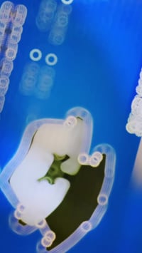 مكتب الرماح • ديالى • خانقين