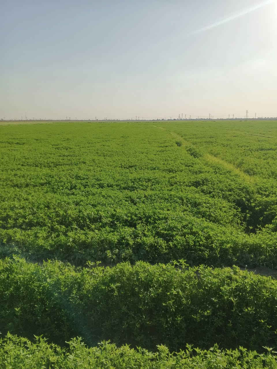 سلام عليكم برسيم ضمان 30دونم مكاني واسط الدبوني الرقم ***********
