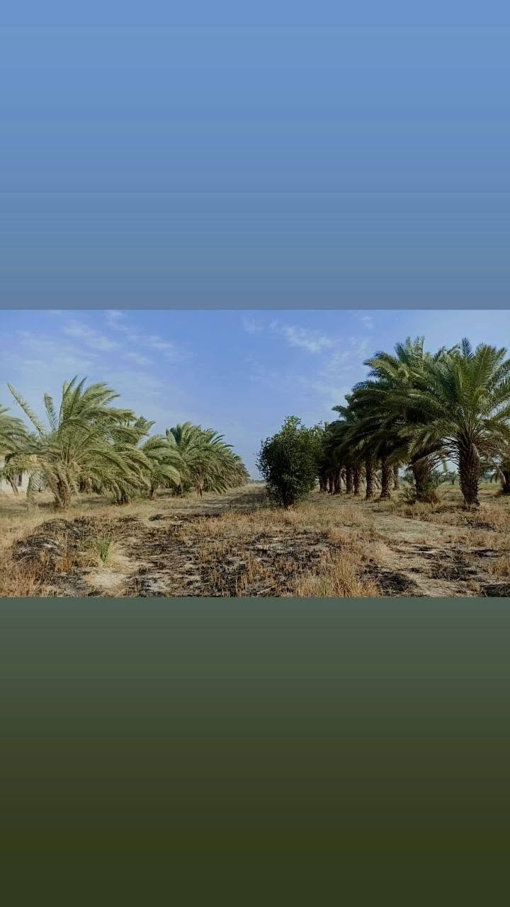 🌟 فرصة استثمارية ذهبية لا تُعوّض 🌟
🌴 بستان للبيع مباشرة على طريق بغداد – ديوانية الجديد (الحولي)
📍 قضاء الدغارة
✅ المساحة: 15 دونم
✅ الواجهة: 55 متر على الشارع الرئيسي
✅ النزال: 600 متر
✅ عقد (25) باسم شخص واحد
✅ شرط التحويل متوفر
💎 موقع استراتيجي متميز يصلح لـ: 🔹 منتجع سياحي فاخر
🔹 مدينة ترفيهية متكاملة
🔹 تقسيم قطع أراضٍ سكنية
🔹 مشاريع زراعية واستثمارية متنوعة
🚗 يقع على شارع حديث وحيوي، مما يمنحه قيمة استثمارية عالية ومستقبلاً واعداً.
💰 بسعر مناسب جداً
📞 مكتب النور للعقار ولأستثمار 
ثقتكم أساس نجاحنا.


**إذا كنت صاحب هذا الإعلان وتريد حذفه لأي سبب، رجاءا أرسل رسالة إلى الدعم الفني**