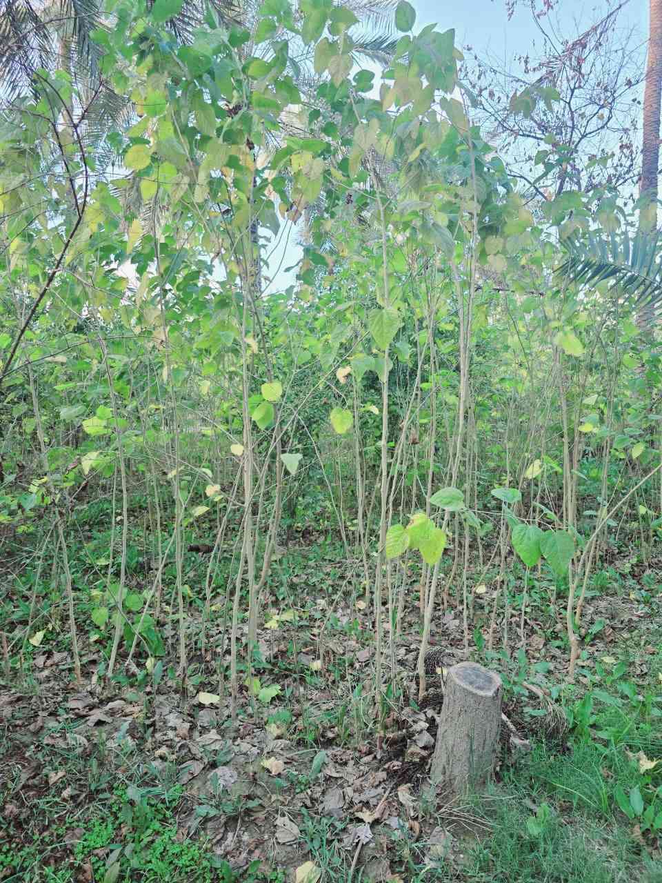 ويتوفر حمضيات برتقال ونومي حامض ونارنج شرط اصل حسينية العنوان كربلاء الحسينية قرب جسر 🌉 الإبراهيمية 

سعر التكي مشلوع وكامل تريد بليفه تريد سندانه السعر 3 الاف احجام خشنه والعدد مفتوح اي استفسار اتصلوا بالأرقام 

(  ***********  )(  ***********  )
