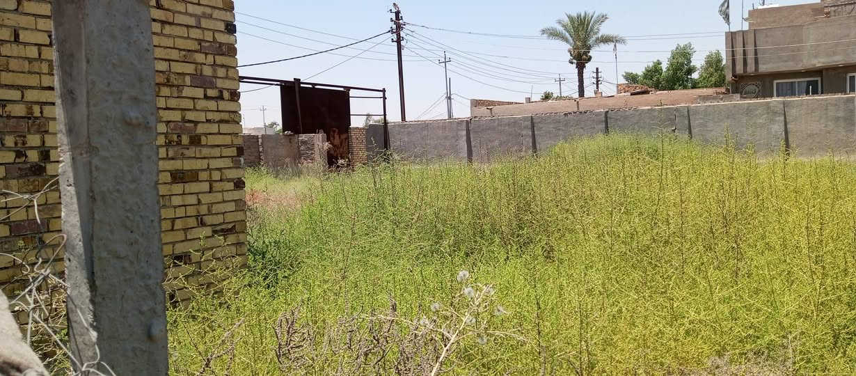 فرصة استثمارية مميزة....عقار طابو صرف...

المساحة 576 نزال 24 الواجهة 24  ركن ثلاث شوارع......

قريب جدا عن  شارع حلة نجف تقريبا 750 متر.....

قبل شارع 80 ومطعم ثابت  قرب مخازن الغذائية خلف فلاح الكهربائي.........

العقار قطعة مسيجة  سياج قديم  ويوجد هيكل لمشتمل قديم (يباع قطعة )......
السعر:  المتر مليون قابل للتفاوض
للاستفسار اكثر مراجعة مكتب عقارات بابل قرب فندق اسد بابل أو الاتصال ***********

