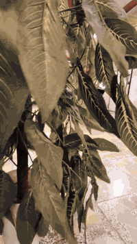 للبيع ( سكنس فحل) ( شمعة) ( ياباني) للاستفسار/***********/ مكفولة كفالة عامة من معرض دبي لبيع الدراجات اليابانية والكهربائية الاعضمية قبل خروج الكم بإدارة مهند الدبي
