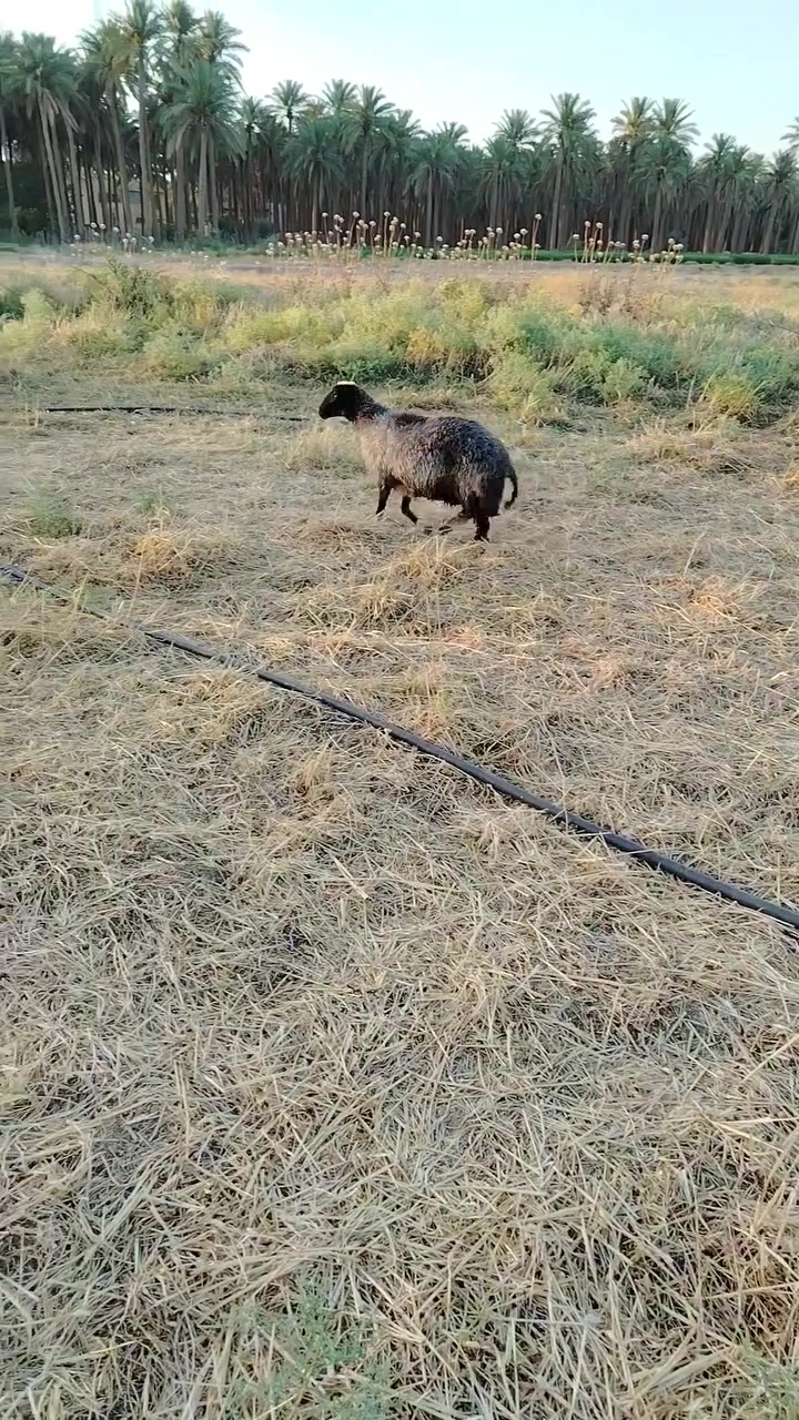 متاح نعجه ام ثالث غره سوده سمينه ما شاء الله شرط ظرعه جيس نصاح ع كل عيب سعر ٤٠٠ مكانه بروانه رقم *********** خاص مفتوح
