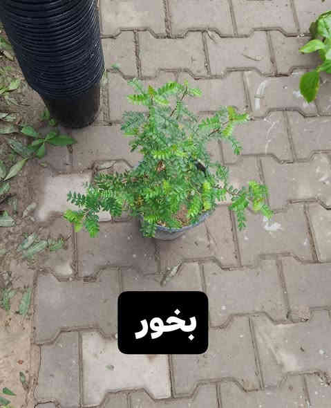 توفرت لدينا الشتلات التالية 
عنوان المشتل مشروع 9 نيسان قرب بيت كلاي 
للاستفسار الاتصال على الرقم 
*********** المهندس أكرم المسعودي 

لدينا خدمة توصيل
