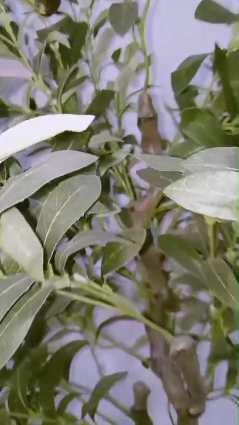 اغراض كلهم جدد تعزيلت محل أسعارهم كلش رخيصه بيهم هاي عربانه مال معاقين بعدها بلجيس يريد يراسلني توصيل عندي كل محافضات الي يريد يجي للبيت هلا بس لشراي يراسلني  واتس 
***********
