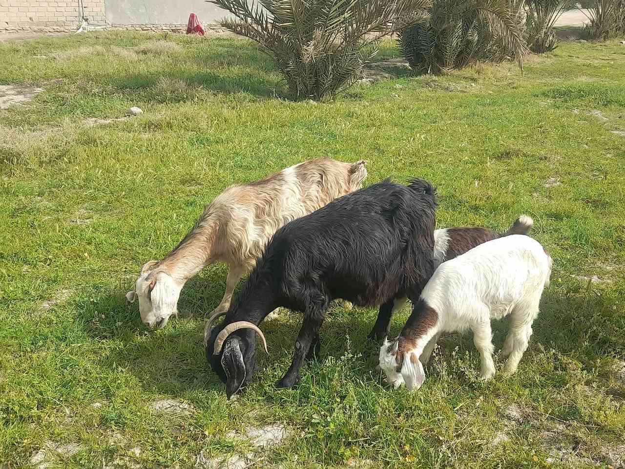 يالله
السلام عليكم للبيع صخول مطافيل عدد ٤ 

العشمه ورجينه ثاني بطن ورها بهمه 

السوده والبيضه متوسطات وراهن تيس وبهمه

الاحمره ضروسه حاكات شويه  وبيه ضعف ورها بهمه

صخول مشروطه سن وشطر وصحه بناتها كبار سعر شلع ٩٥٠ وبيهن مجال اذا تفريد ع ٢٥٠ الوحده 

لا يوجد توصيل ***********مكان سماوه قضاء الهلال
