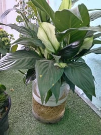 مشتل أهلنه • وصول نباتات • توصيل الحمزة