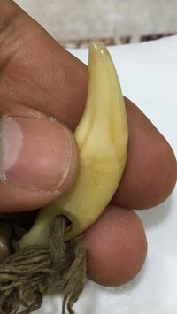 ناب صيد اصلي • تحصين من السحر • يحفظ الجنين