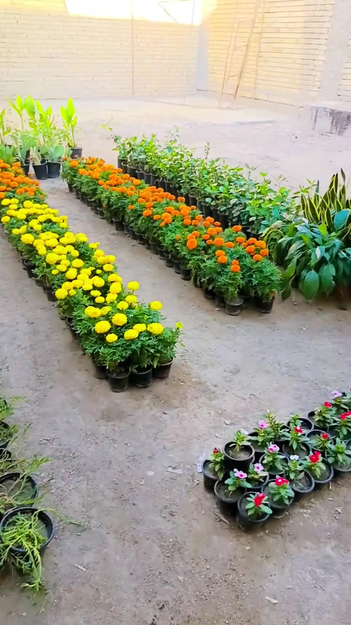 تورفر زرع وذكر الأسعار الرخيصه 🥰😍 @إشارة


**إذا كنت صاحب هذا الإعلان وتريد حذفه لأي سبب، رجاءا أرسل رسالة إلى الدعم الفني**
